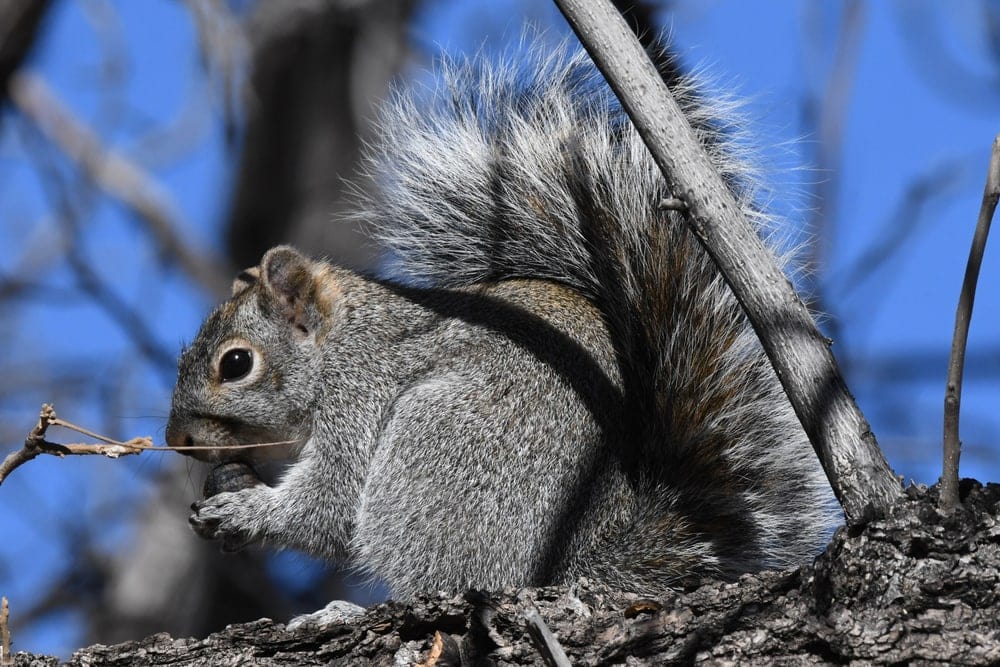 closeup photo of Arizona gray squirrel