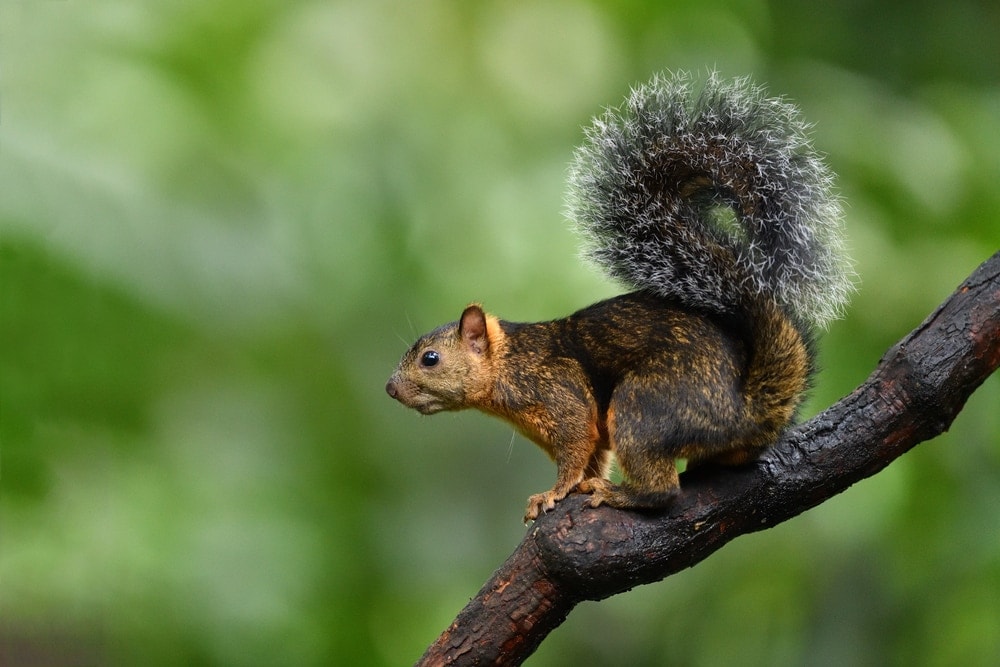 photo of a Bang’s mountain squirrel on a branch