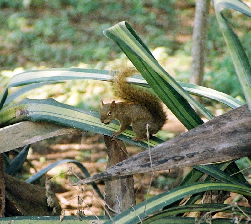photo of Bolivian squirrel holding a leaf from plant