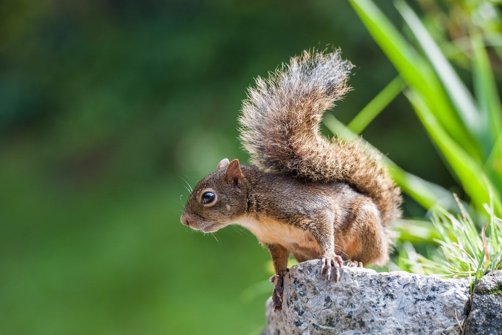 photo of Brazilian squirrel on a rock