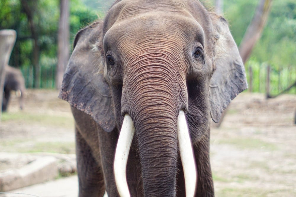 Borneo Elephant (Elephas maximus borneensis)
