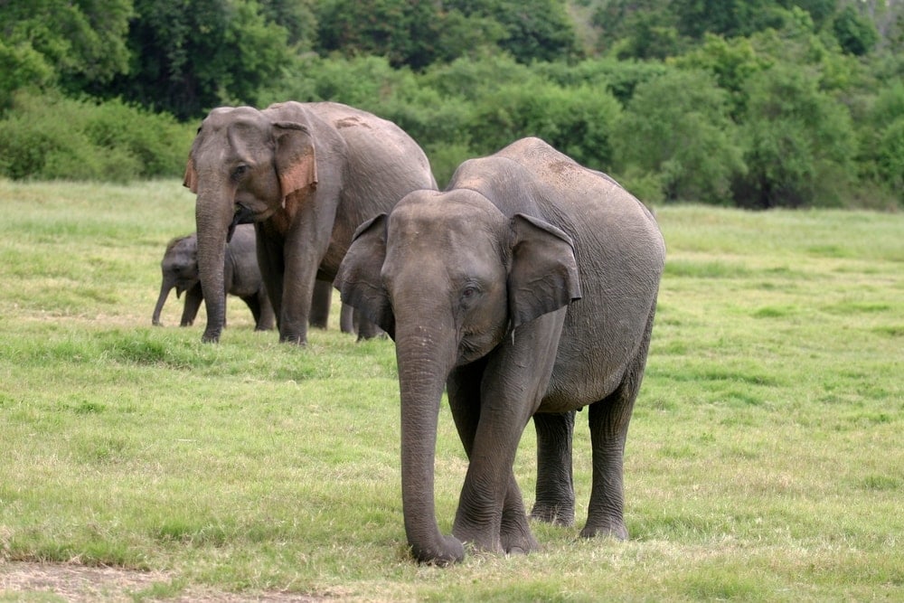 Sri Lankan Elephant (Elephas maximus maximus)