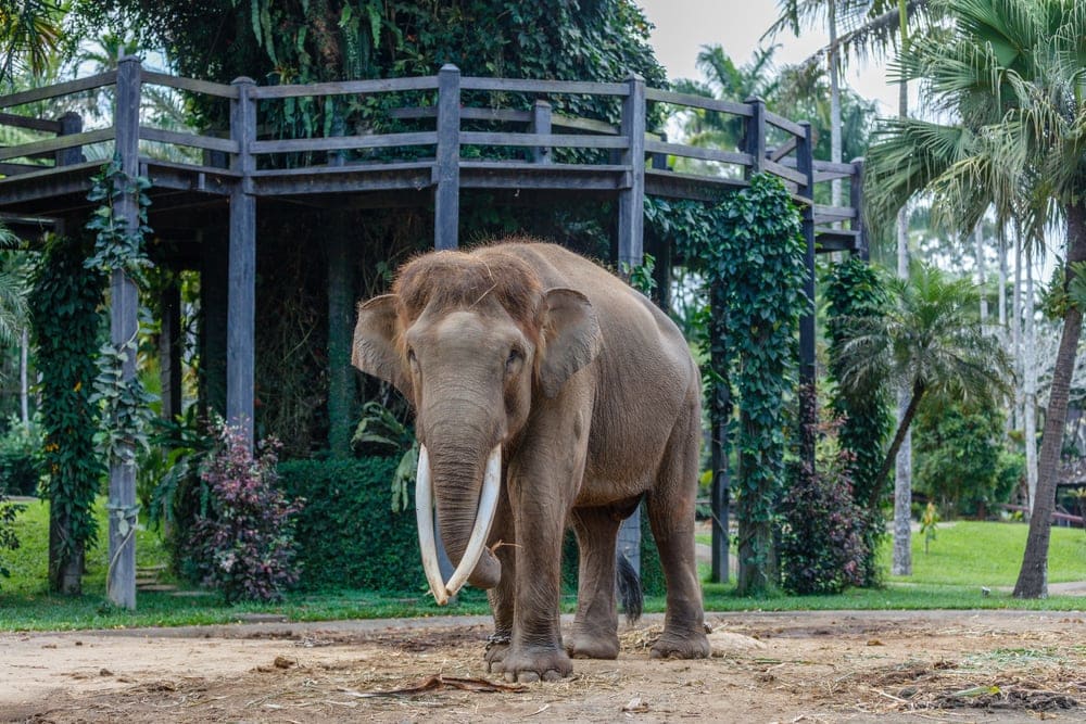 Sumatran Elephant (Elephas maximus sumatranus)