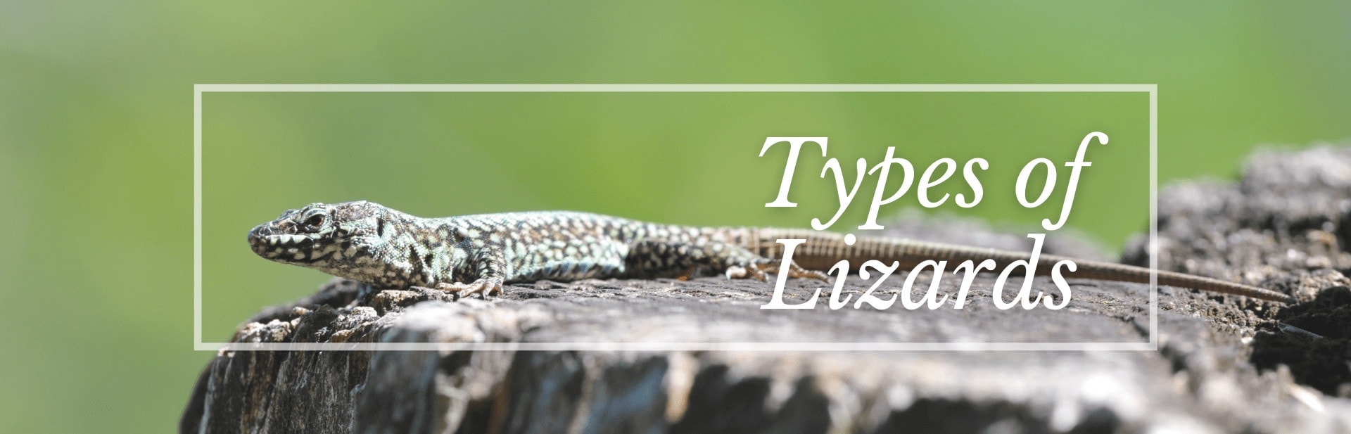 TYpes of Lizards Featured Image