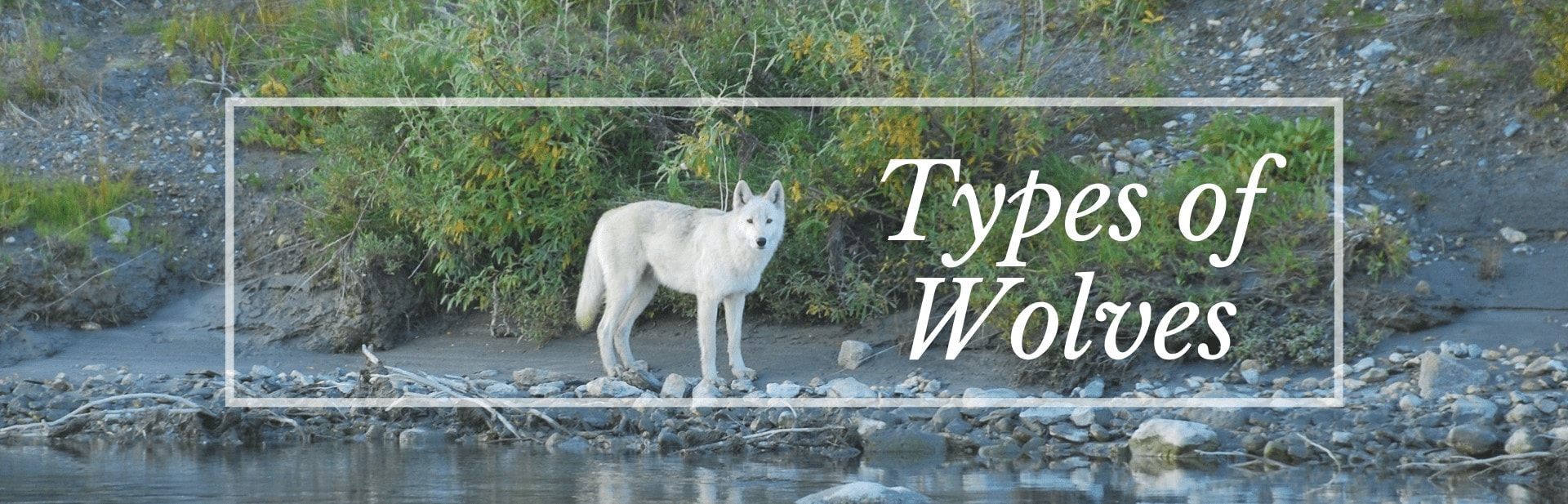 Types of wolves featured image