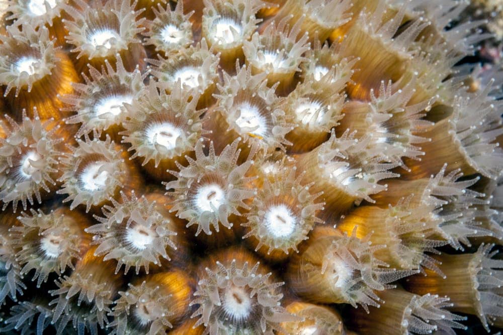Boulder Star Coral (Monstastrea annularis/Orbicella annularis)