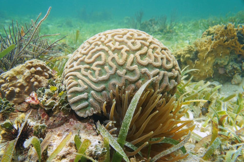 Grooved Brain Coral (Diploria labrynthiformis)