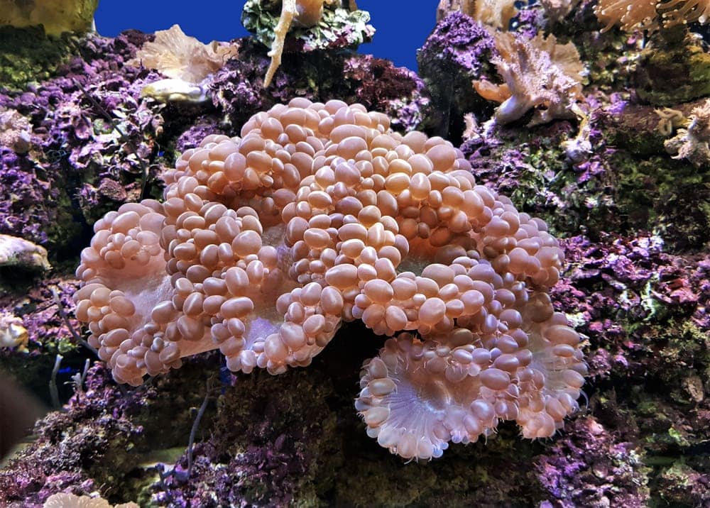 Bubble coral (Plerogyra sinuosa)