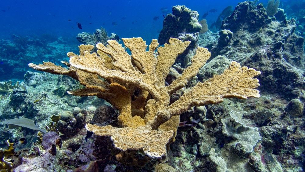 Elkhorn Coral (Acropora palmata)