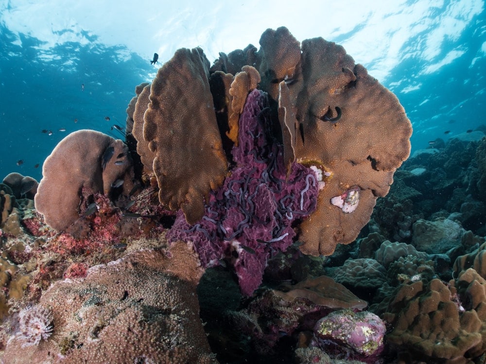 Leaf Coral (Pavona decussata)