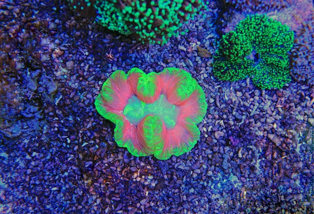 Open Brain Coral (Trachyphyllia geoffroyi)