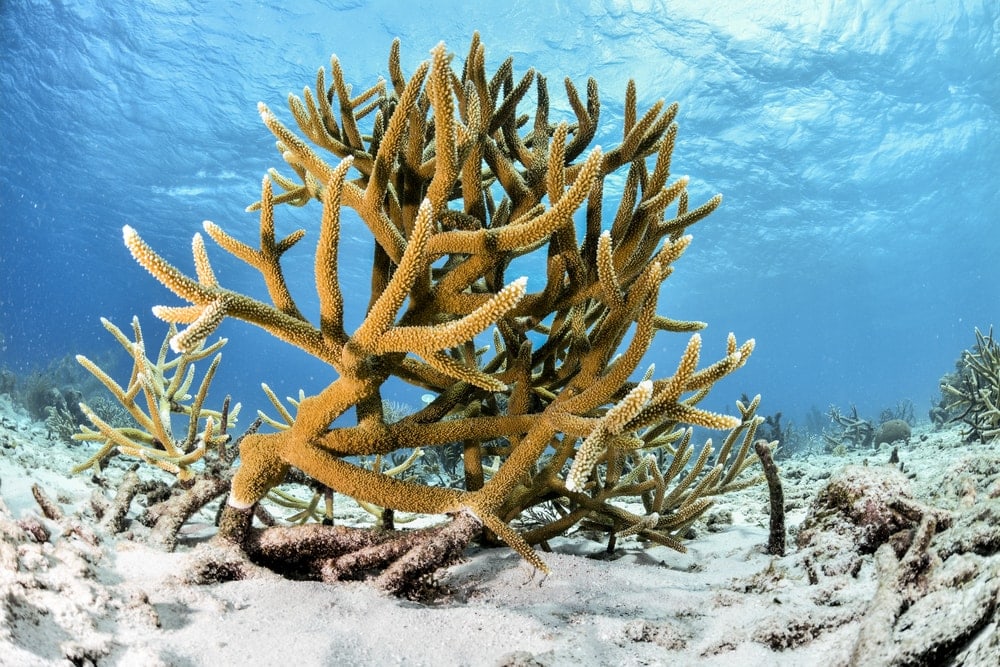 Staghorn Coral (Acropora cervicornis)