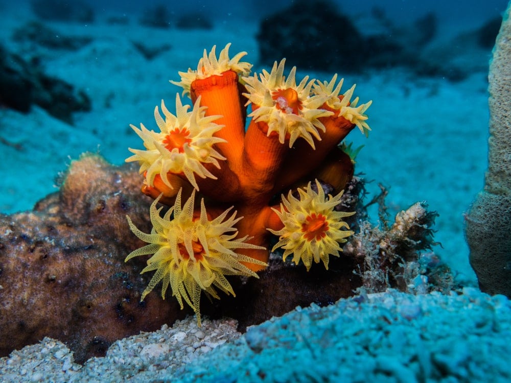 Sun Corals (Tubastraea)