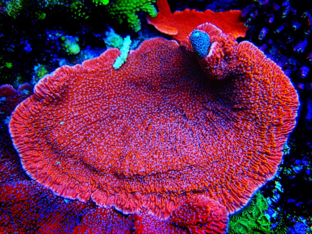Vase Coral (Montipora capricornis)