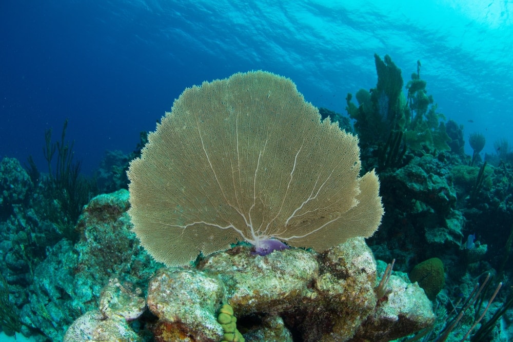 Venus Sea Fan Coral (Gorgonia flabellum)