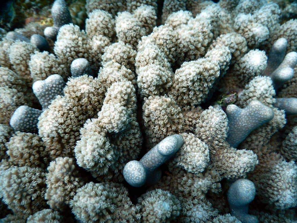 Clubbed Finger Coral (Porites porites)
