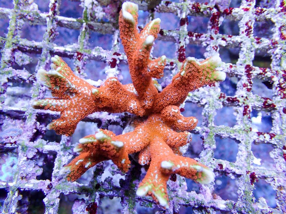 Finger Coral (Montipora digitata)