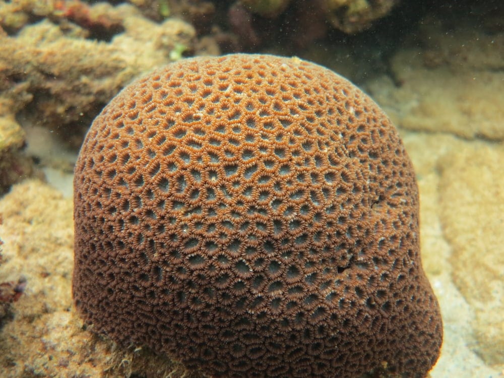 Honeycomb Coral (Diploastrea heliopora)