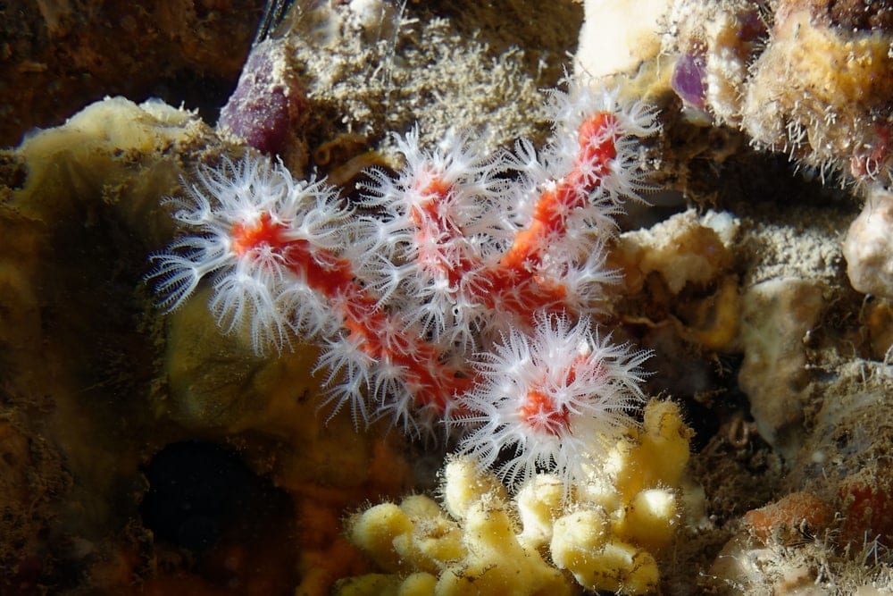 Precious Coral (Corallium)