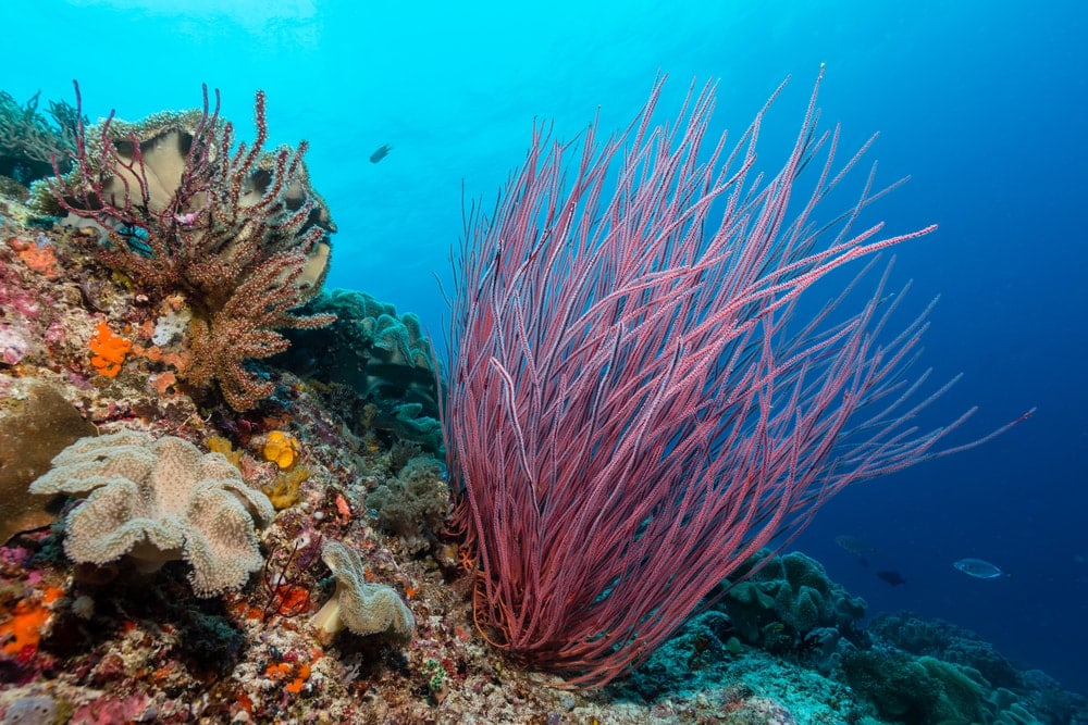 Colorful Sea Whip (Leptogorgia virgulata)