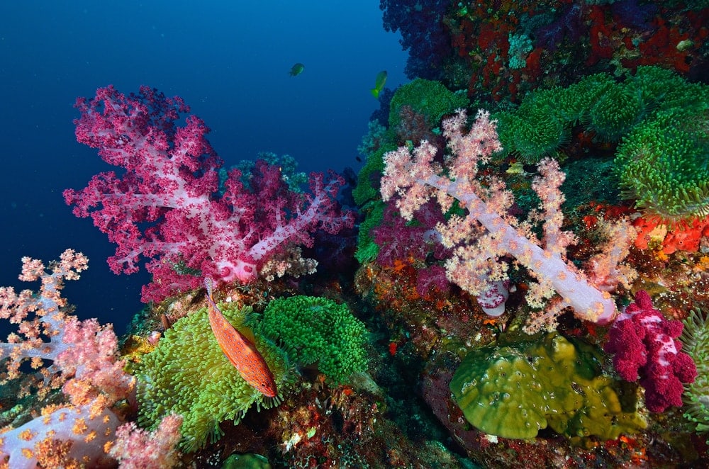 Colorful soft corals colony