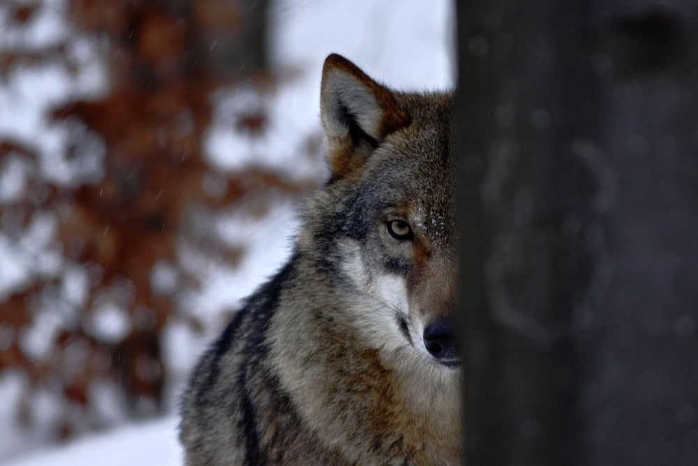 Wolf staring with one eye covered by tree
