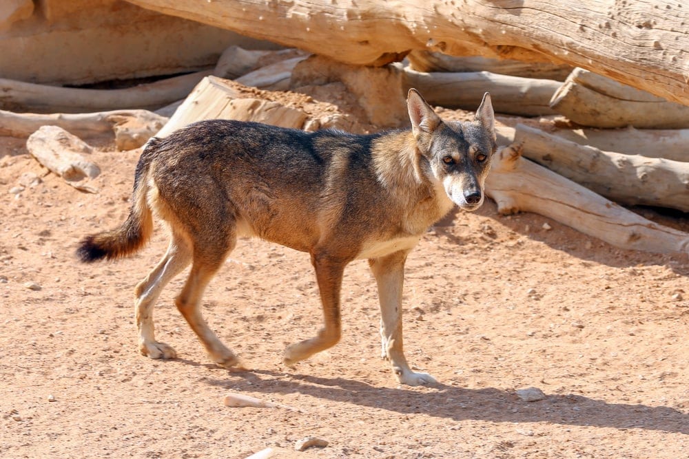 Arabian Wolf (Canis lupus arabs)