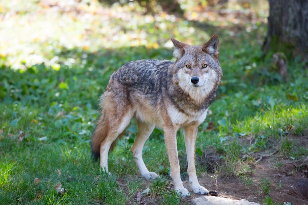 Northern Rocky Mountain Wolf (Canis lupus irremotus)