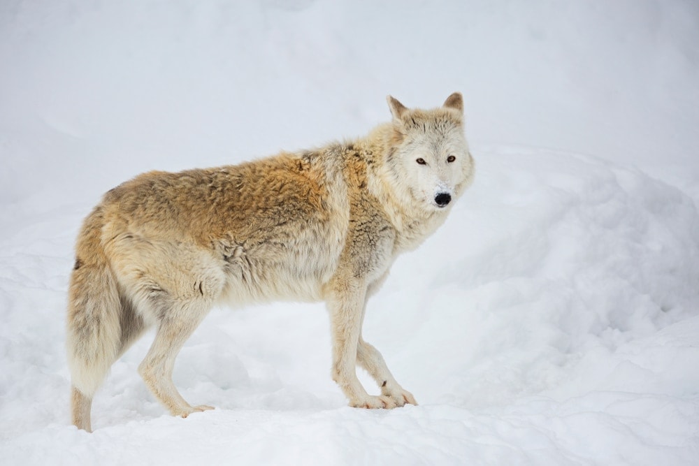 Tundra Wolf (Canis lupus albus)