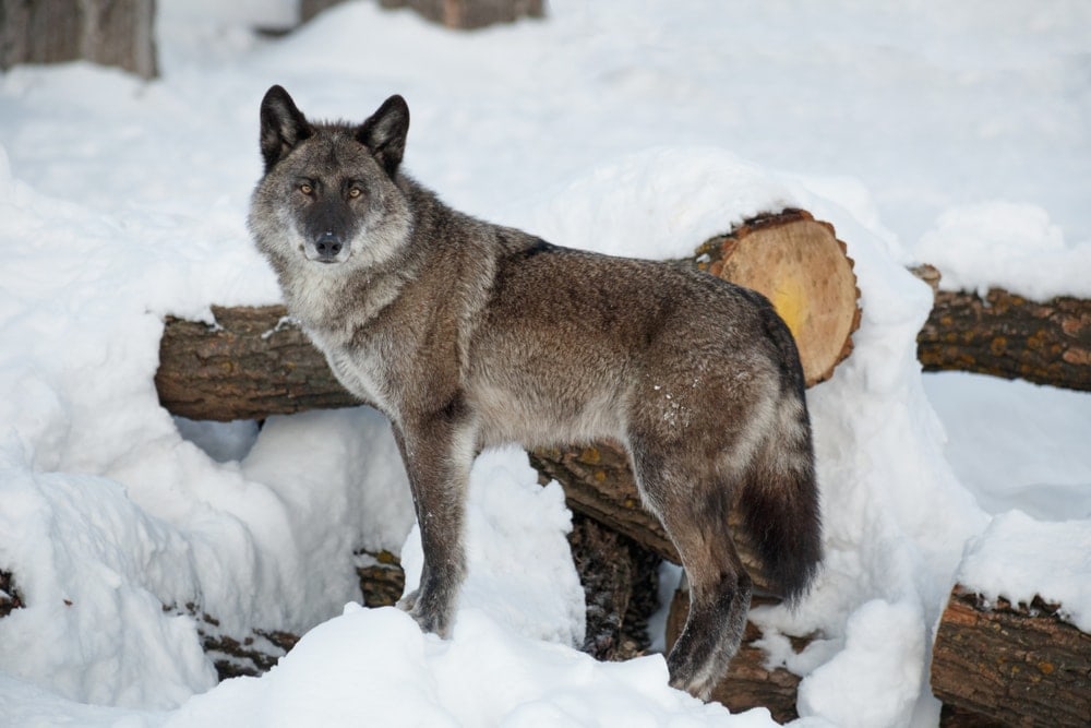 Alaskan Interior Wolf (Canis lupus pambasileus)