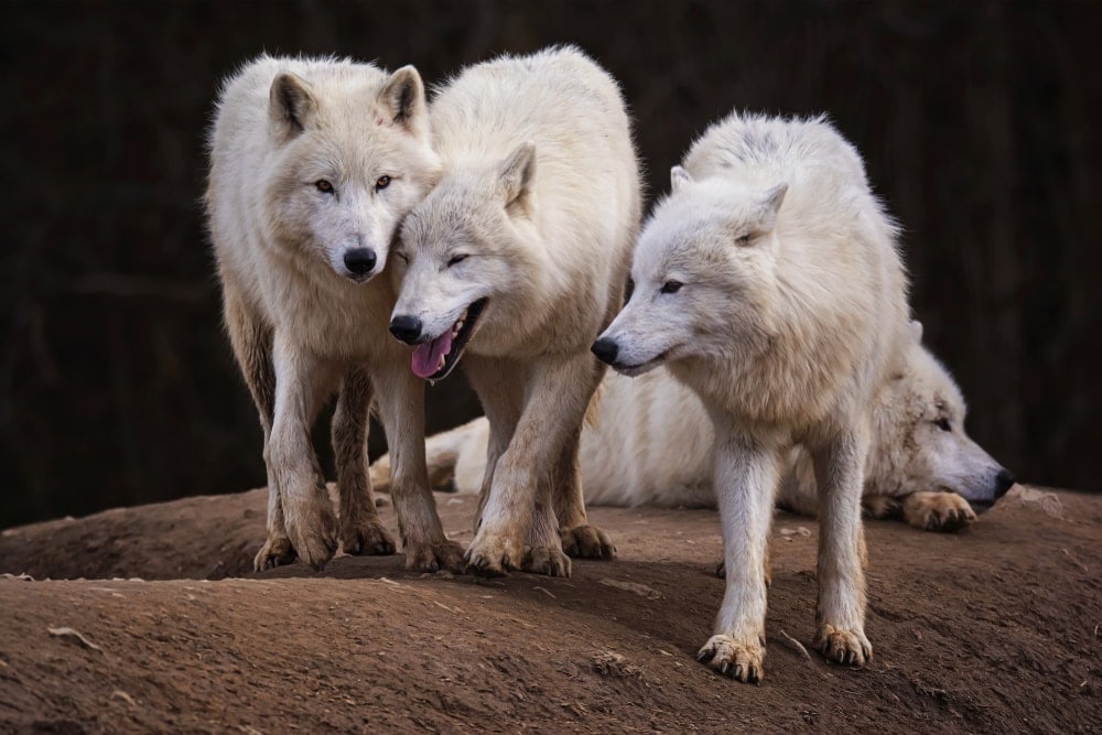 Alaskan Tundra Wolf (Canis lupus tundrarum)