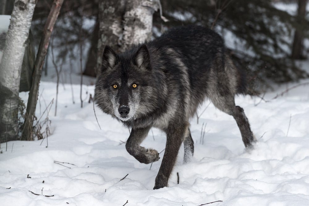 Alexander Archipelago Wolf (Canis lupus ligoni)