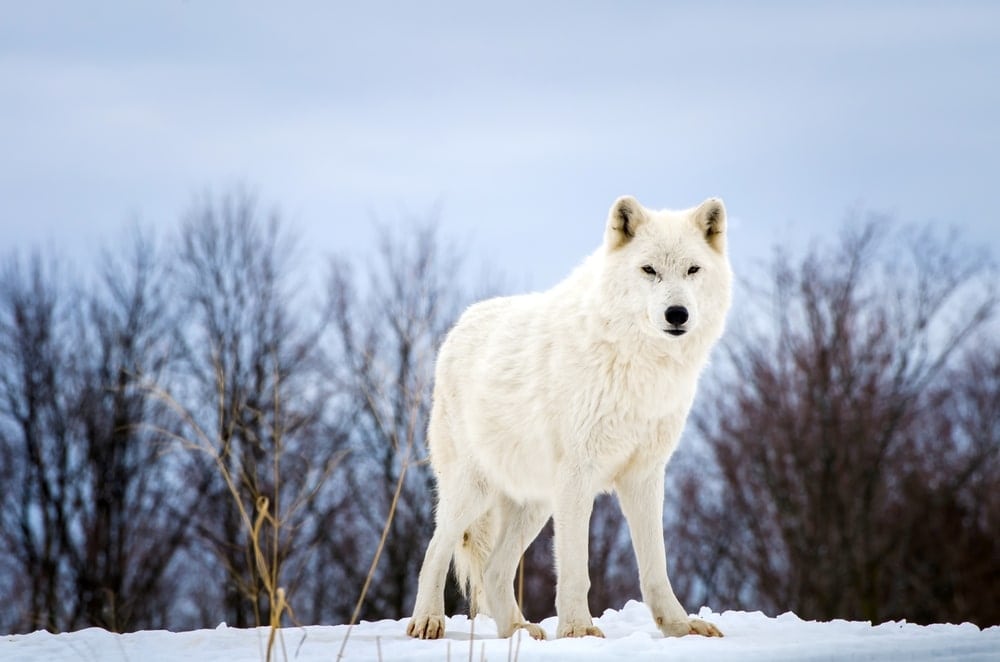 Arctic Wolf (Canis lupus arctos)