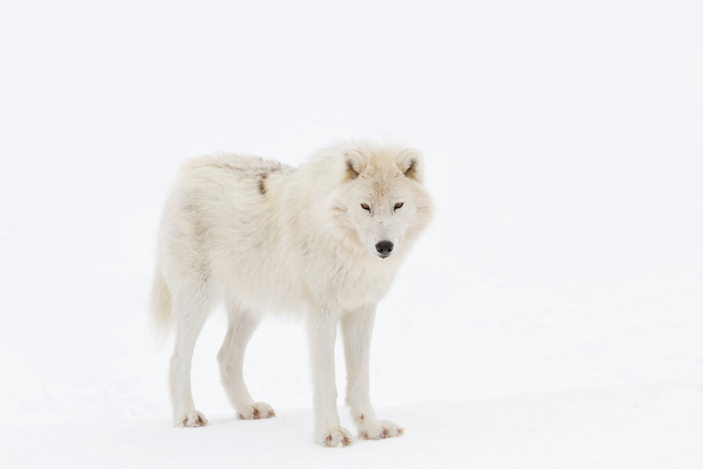 Baffin Island Wolf (Canis lupus manningi)