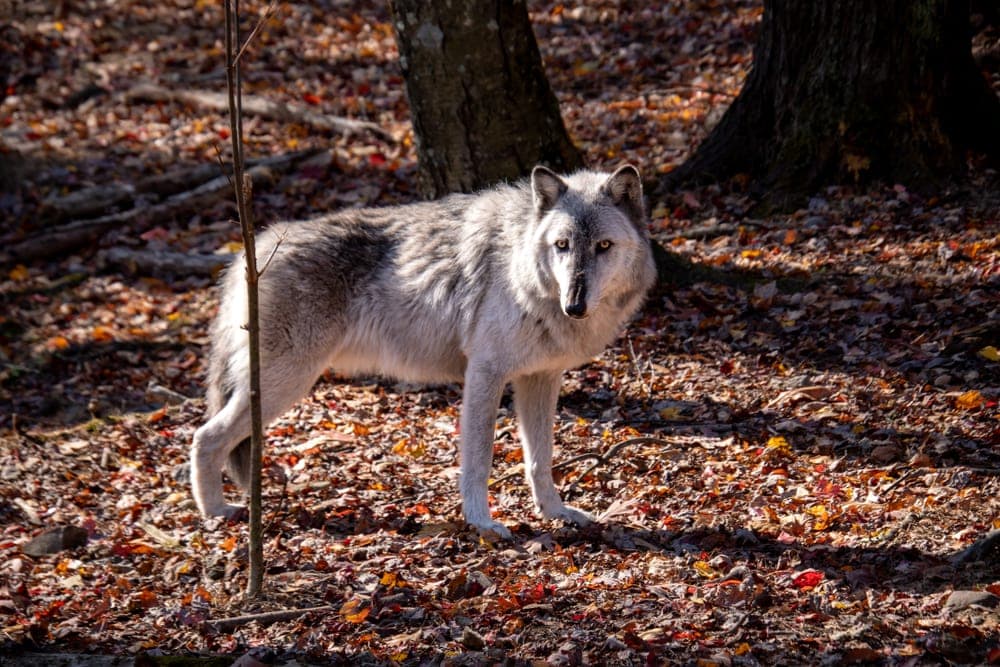 British Columbian Wolf (Canis lupus columbianus)