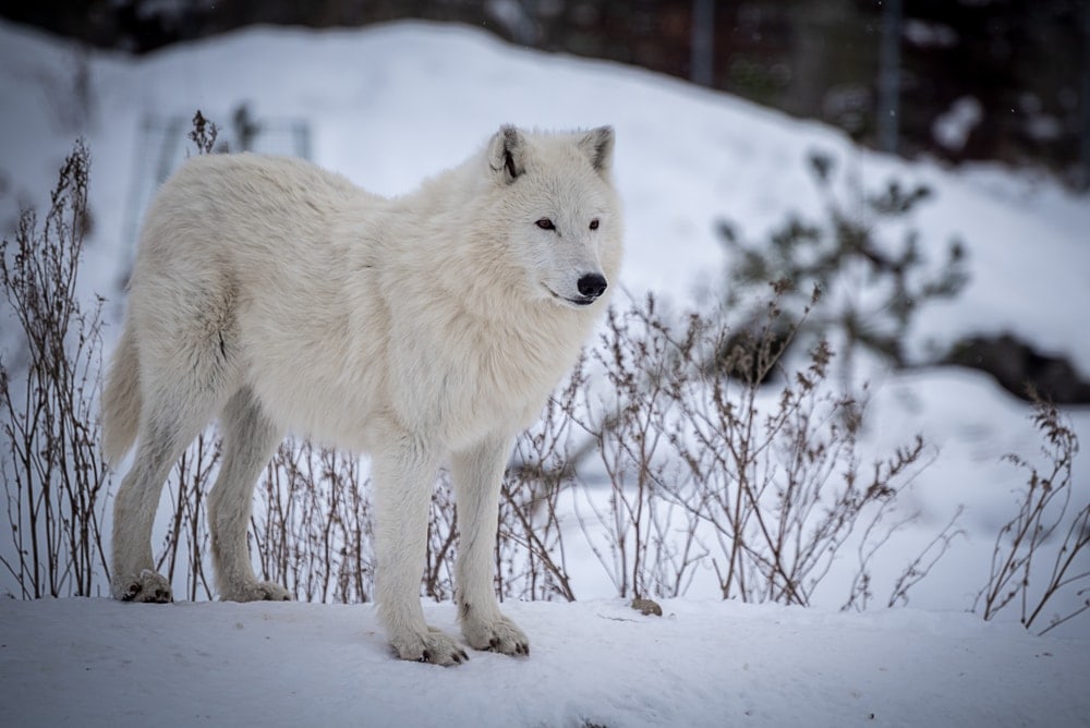 Greenland Wolf (Canis lupus orion)