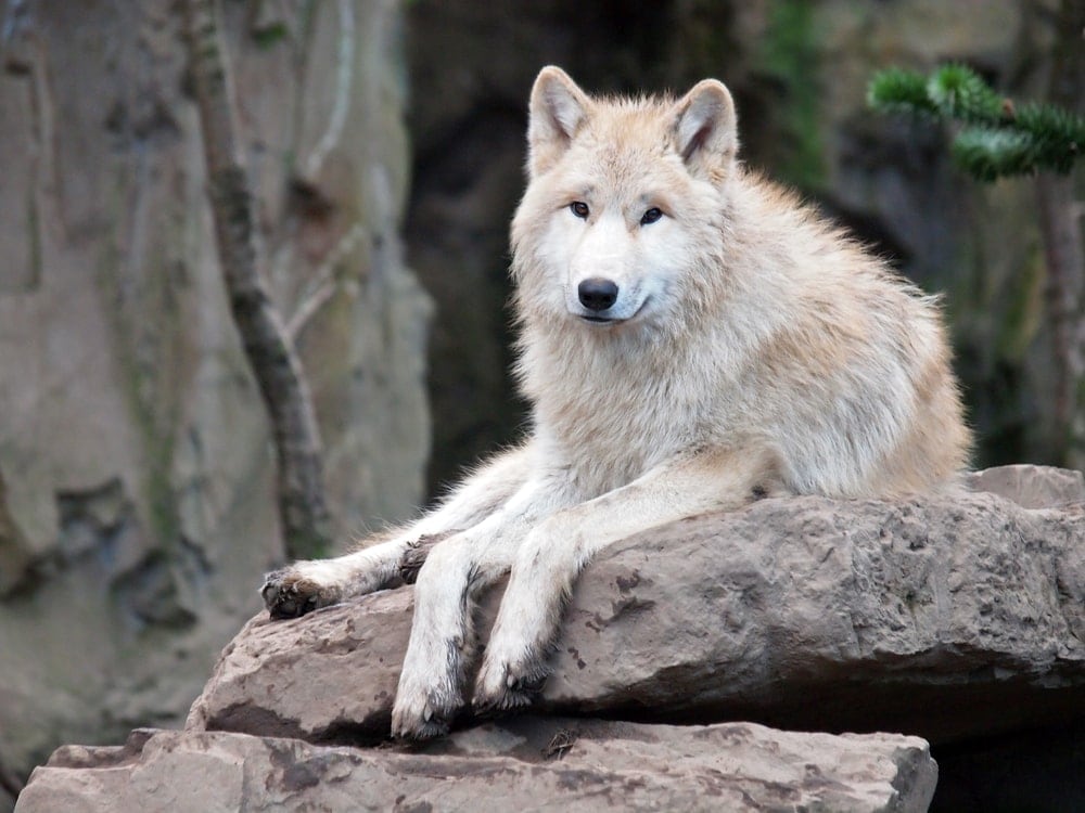 Hudson Bay Wolf (Canis lupus hudsonicus)