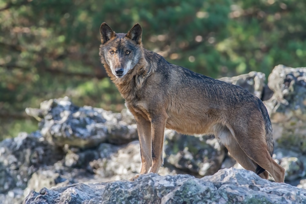 Iberian Wolf (Canis lupus signatus)