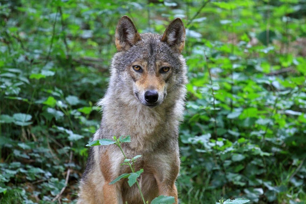 Italian Wolf (Canis lupus italicus)