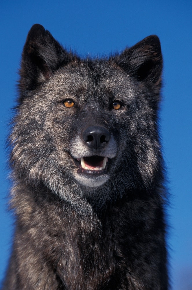 Mackenzie River Wolf (Canis lupus mackenzii)