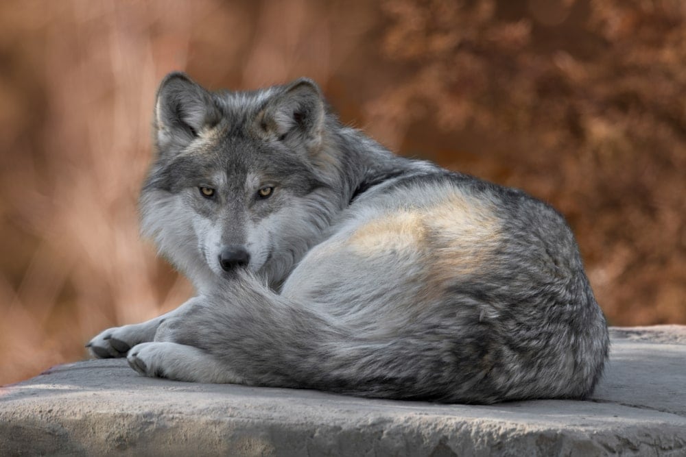 Mexican Wolf (Canis lupus baileyi)