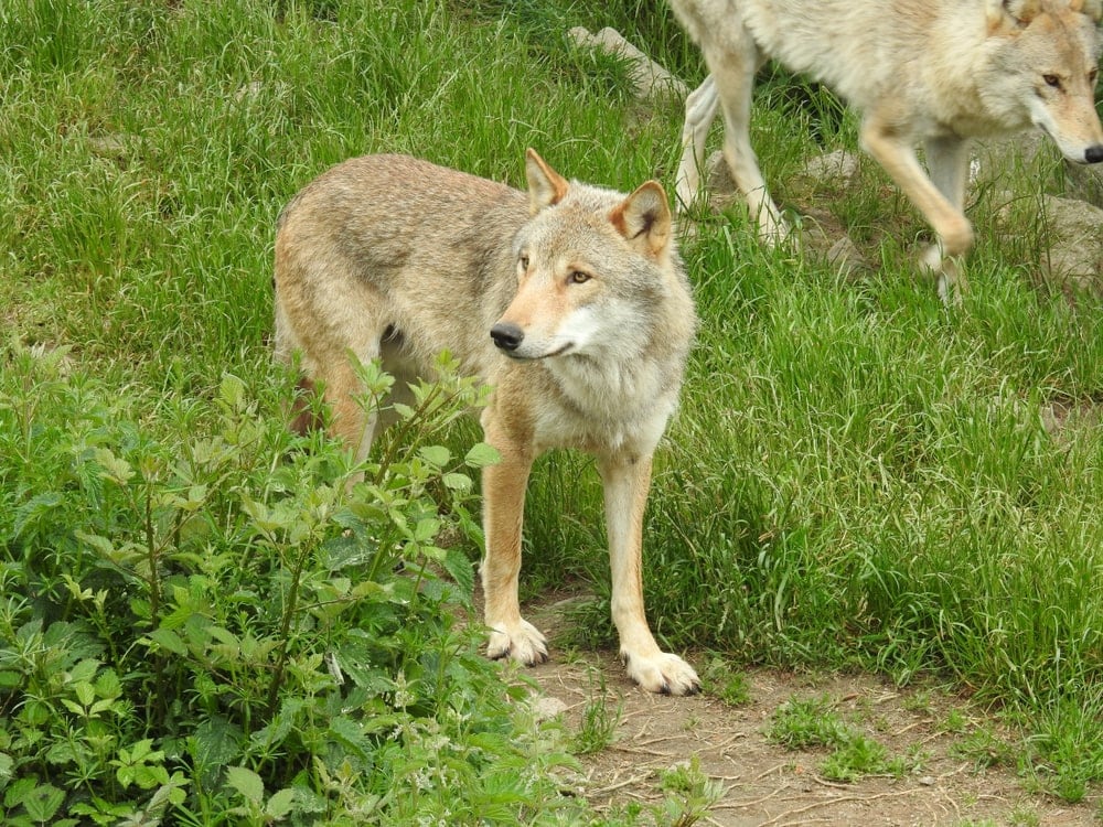 Mongolian Wolf (Canis lupus chanco)