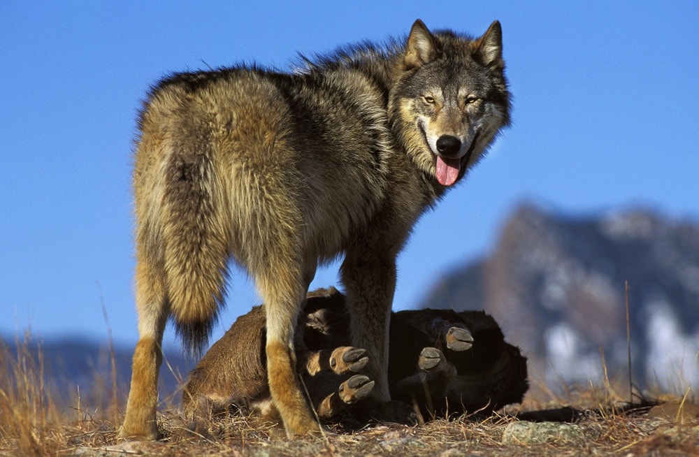 Northwestern Wolf (Canis lupus occidentalis)