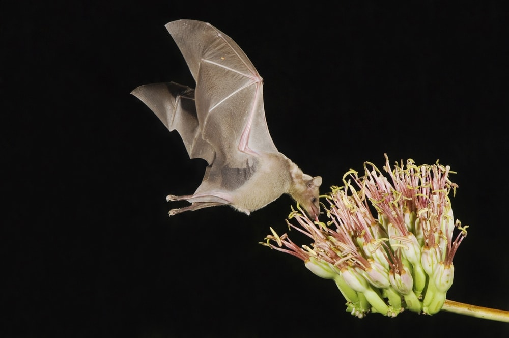 Flying canyon bat (Parastrellus hesperus) eating a plant