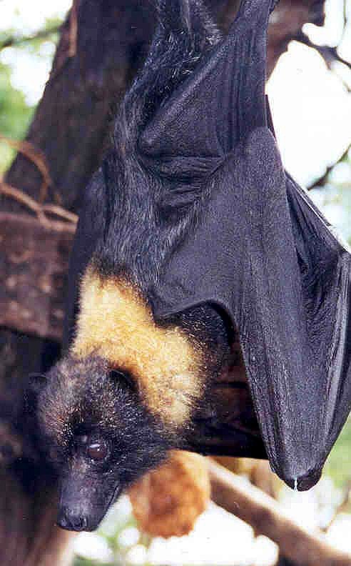 Mariana Fruit Bat (Pteropus mariannus) hanging on a tree branch