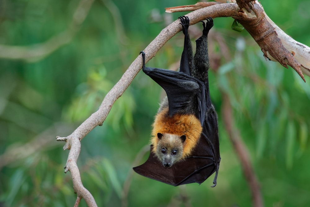 Grey-Headed Flying Fox (Pteropus poliocephalus) hanging on a tree branch