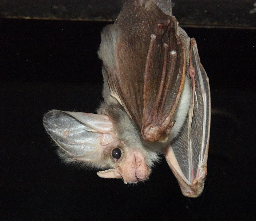 Ghost Bat (Macroderma gigas) hanging upside down