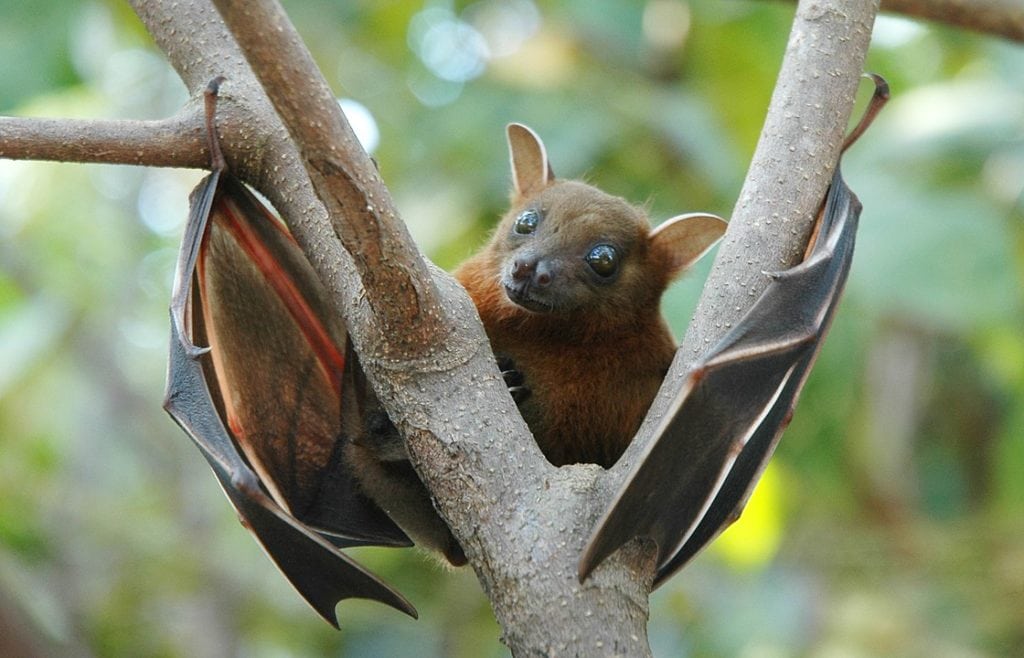 lookng curious Lesser Short-Nosed Fruit Bat (Cynopterus brachyotis) while holding on a tree branch