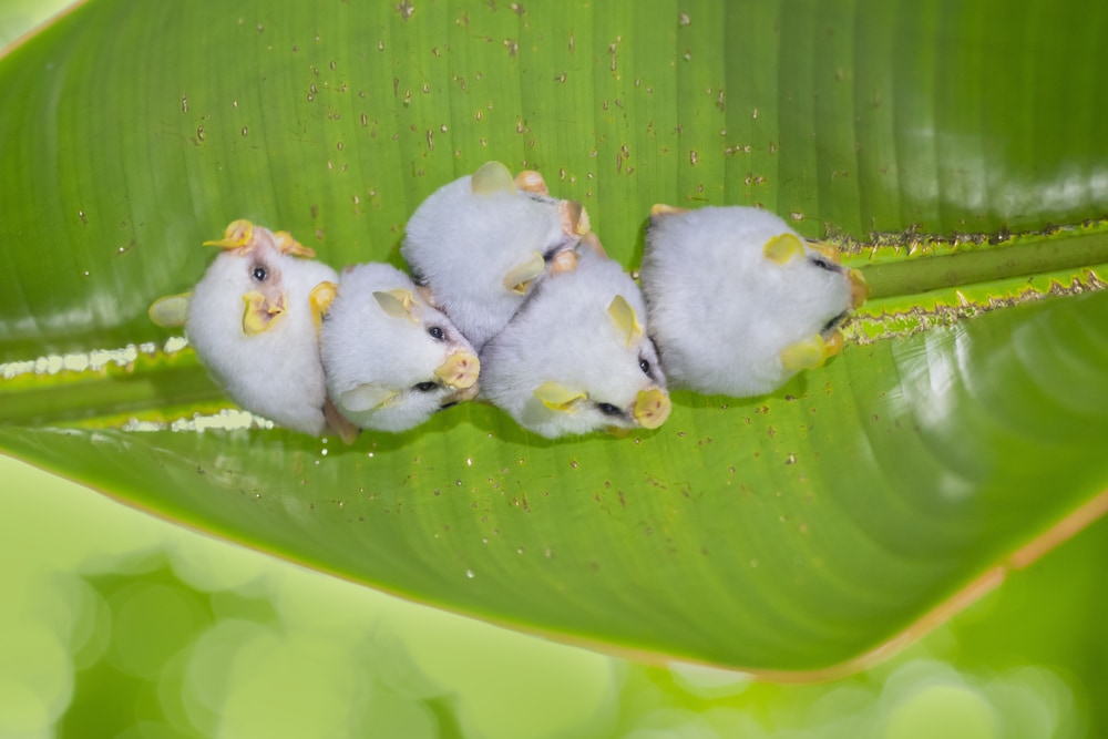 5 cute little Honduran White Bat (Ectophylla alba) on a big leaf