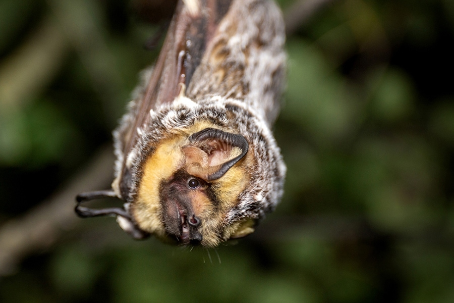 Hoary Bat hanging from tree